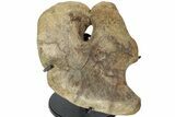 Hadrosaur (Brachylophosaurus?) Coracoid Bone w/ Stand - Montana #227735-1